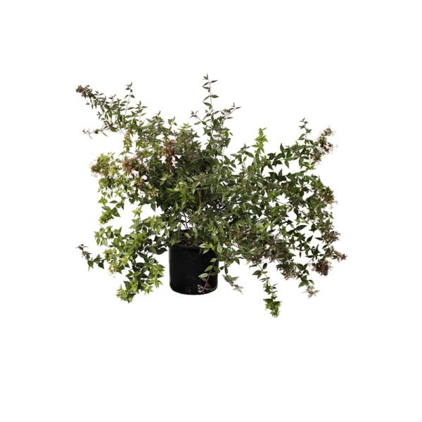 Abelia Sherwood Clt3