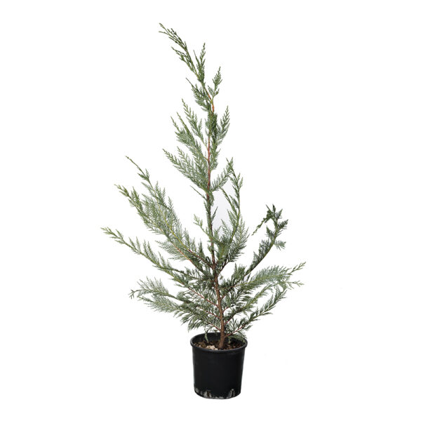 Cupressocyparis Leylandii Verde Clt3