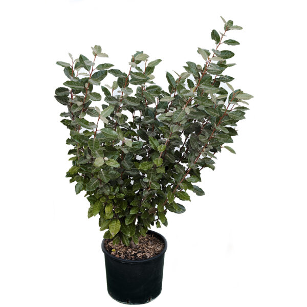 Elaeagnus Ebbingei Compacta Clt15