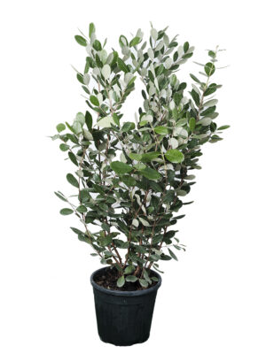 Feijoa Sellowiana Clt9