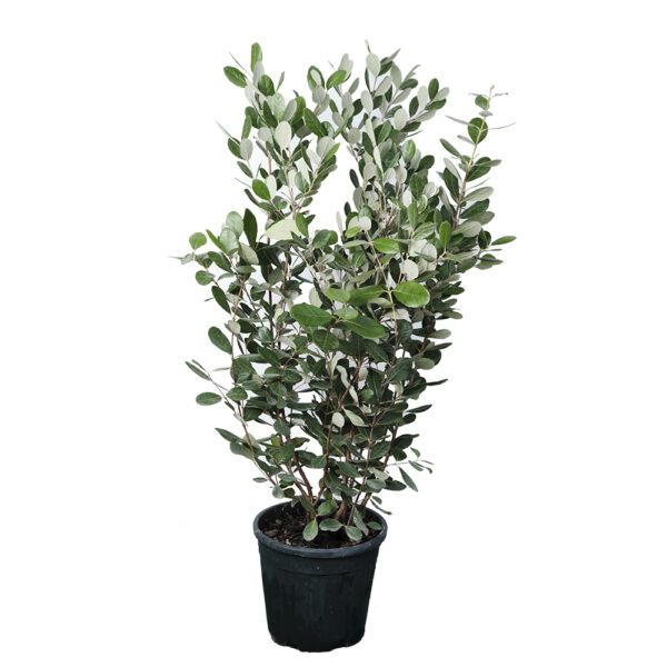 Feijoa Sellowiana Clt9