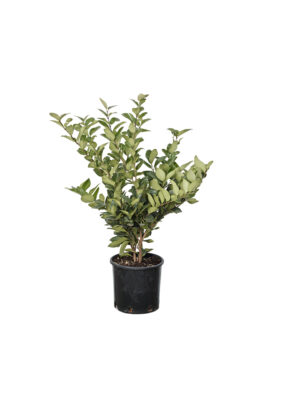 Ligustro Texano Verde Clt3