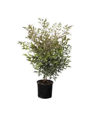 Nandina Domestica Clt3