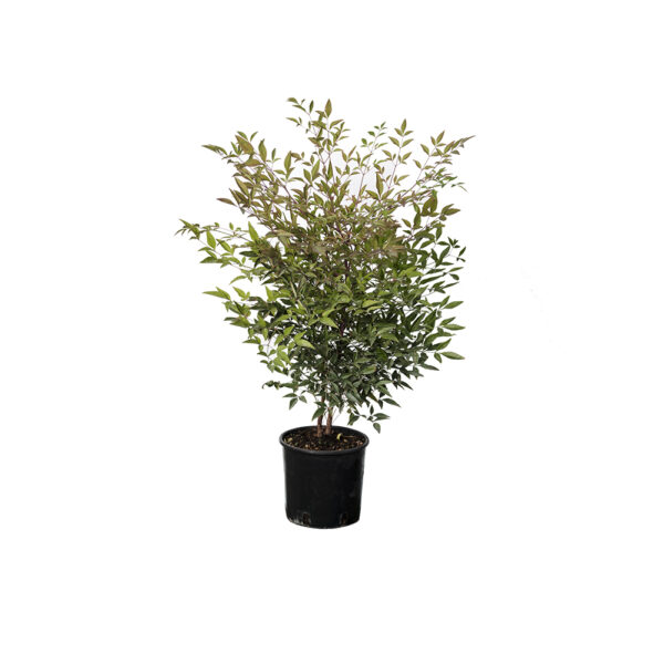 Nandina Domestica Clt3