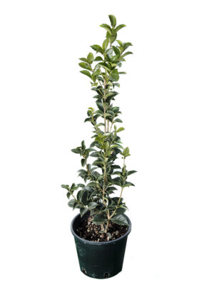 Osmanthus Aquifolium Clt3
