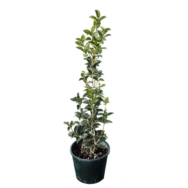 Osmanthus Aquifolium Clt3