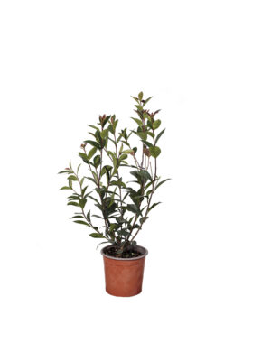 Photinia Compacta Clt3