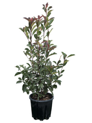 Photinia Red Robin Clt9